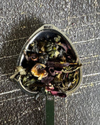 Refreshing Herbal Tea